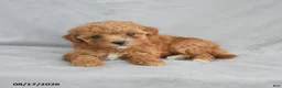 Bichpoo dogs for sale: Zoey - Ad 9