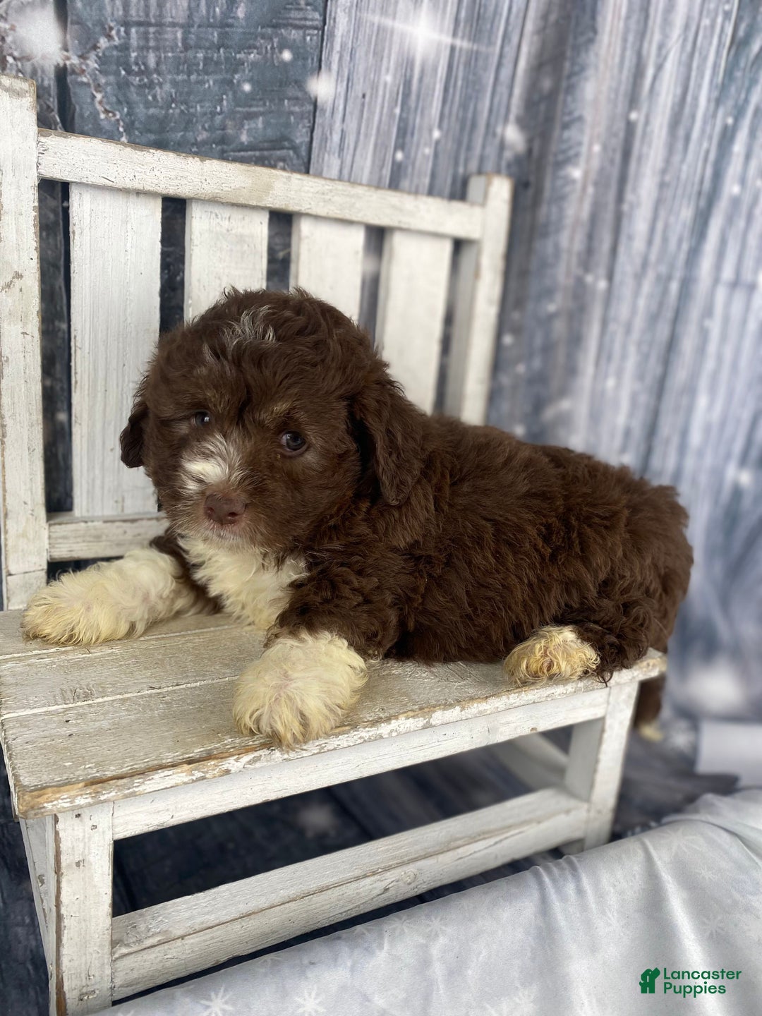 Mini Aussiedoodle dogs for sale: Ike - Ad 6