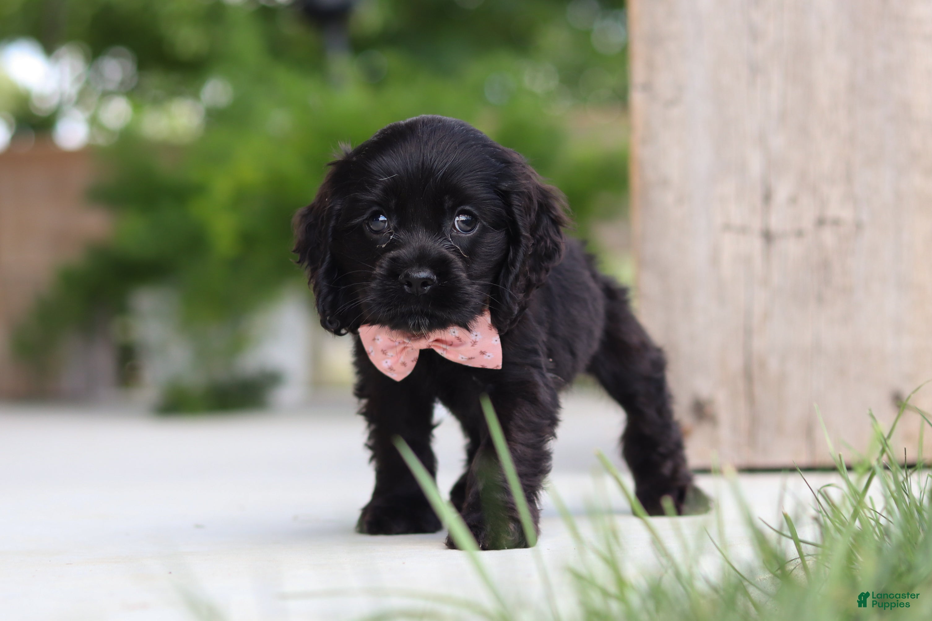 Cocker Spaniel dogs Beauty - Ad 2