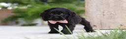 Cocker Spaniel dogs for sale: Beauty - Ad 2