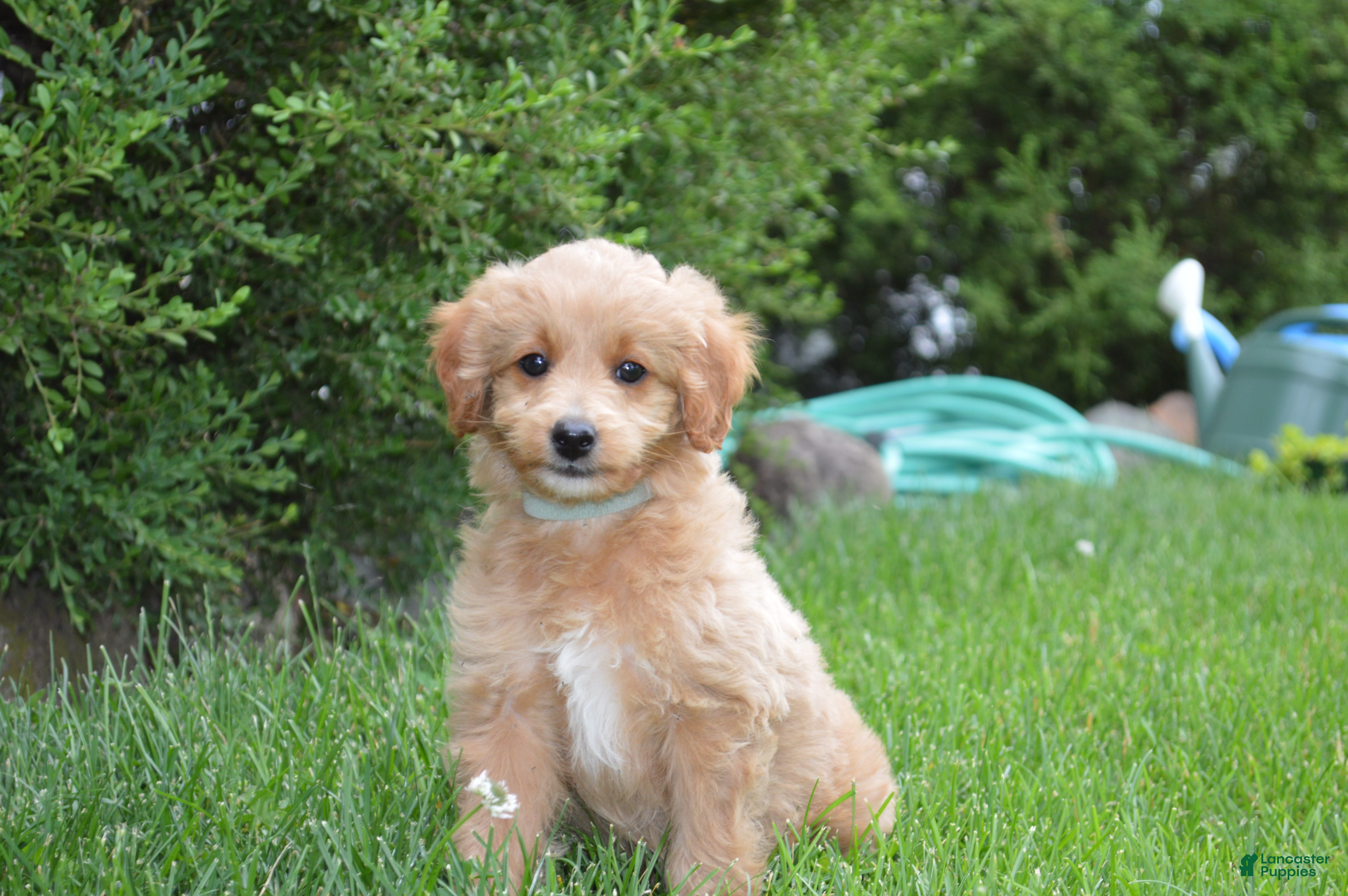 Mini Goldendoodle dogs Midge - Ad 1