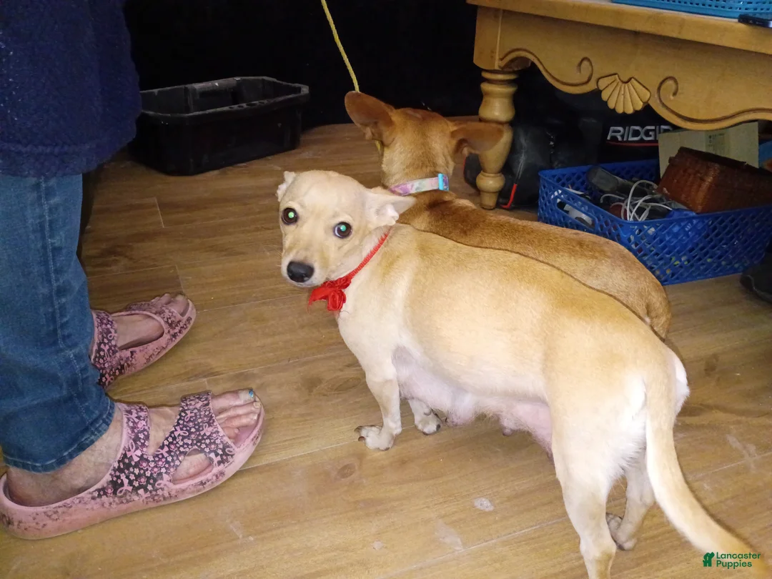 Chiweenie dogs for sale: Chiweenie Puppy 3 - Ad 5