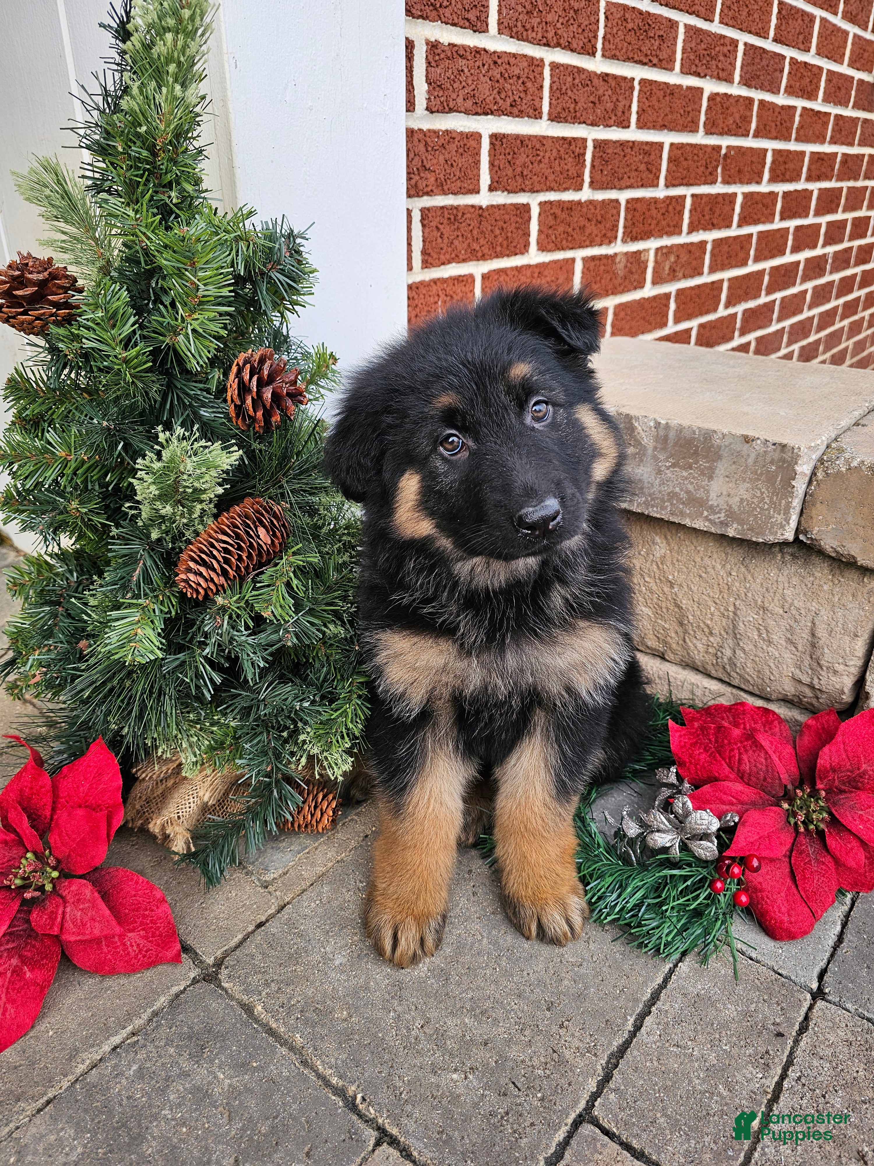 German Shepherd dogs Skye - Ad 6