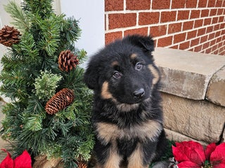 German Shepherd dogs Skye - Ad 10