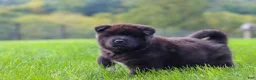 Akita dogs for sale: Nova - Ad 13
