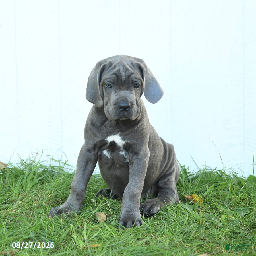 Cane Corso dogs Rookie - Ad 1