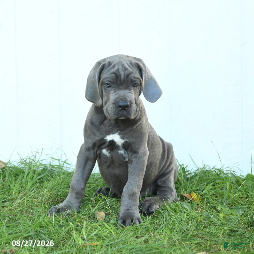 Cane Corso dogs for sale: Rookie - Ad 1