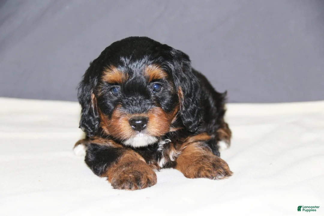 Mini Bernedoodle dogs for sale: Molly - Ad 2
