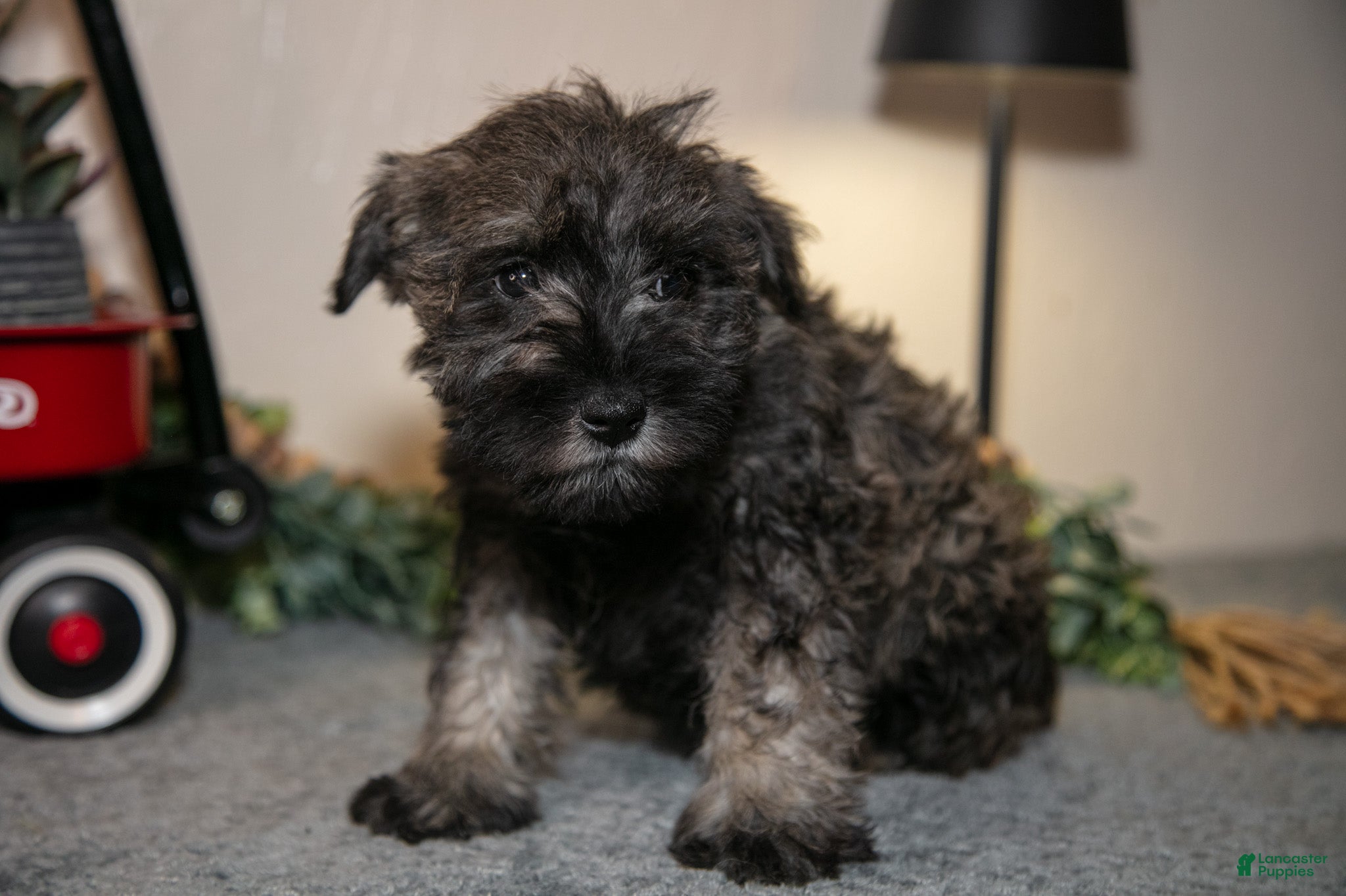 Miniature Schnauzer dogs Richard - Ad 2