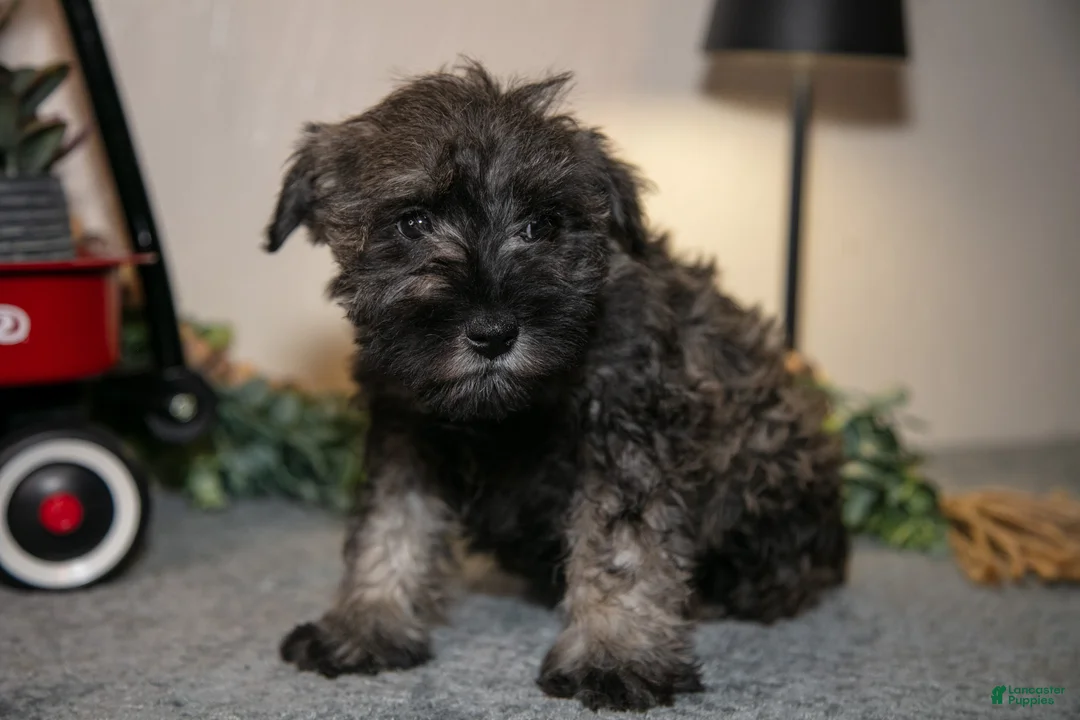 Miniature Schnauzer dogs for sale: Richard - Ad 2