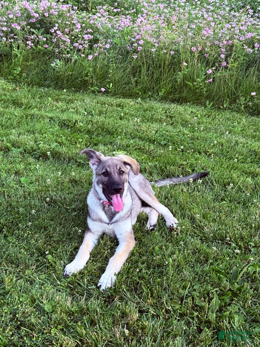 German Shepherd dogs for sale: German Shepherd 1 - Ad 3