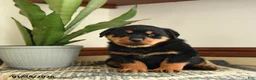 Rottweiler dogs for sale: Drousy - Ad 3