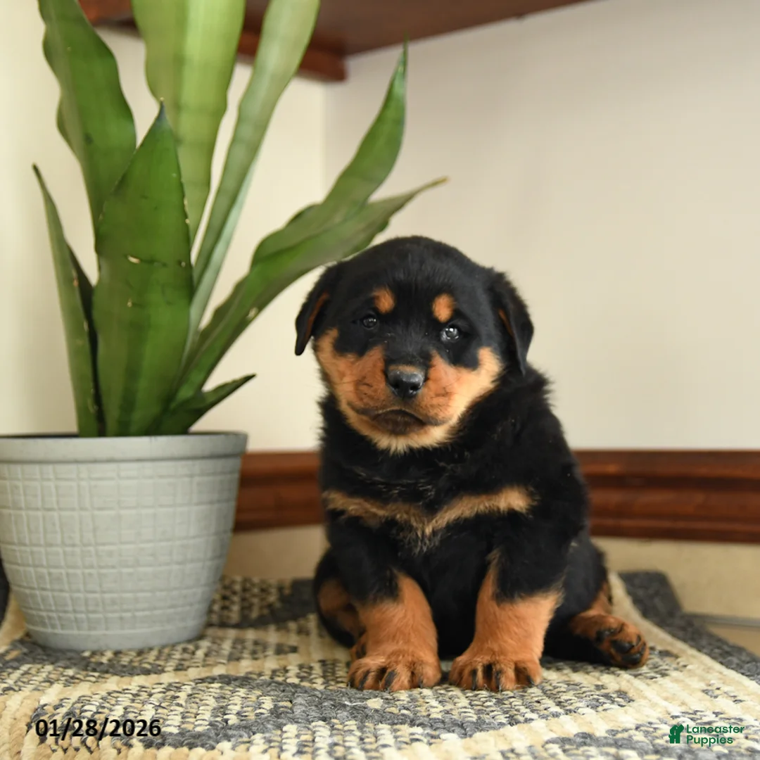 Rottweiler dogs for sale: Drousy - Ad 3