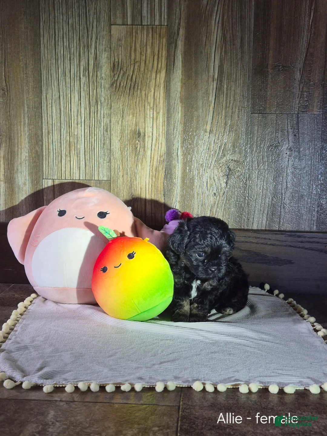Shihpoo dogs for sale: Allie - Ad 2