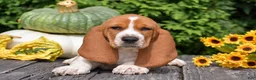 Basset Hound dogs for sale: Lewis - Ad 3