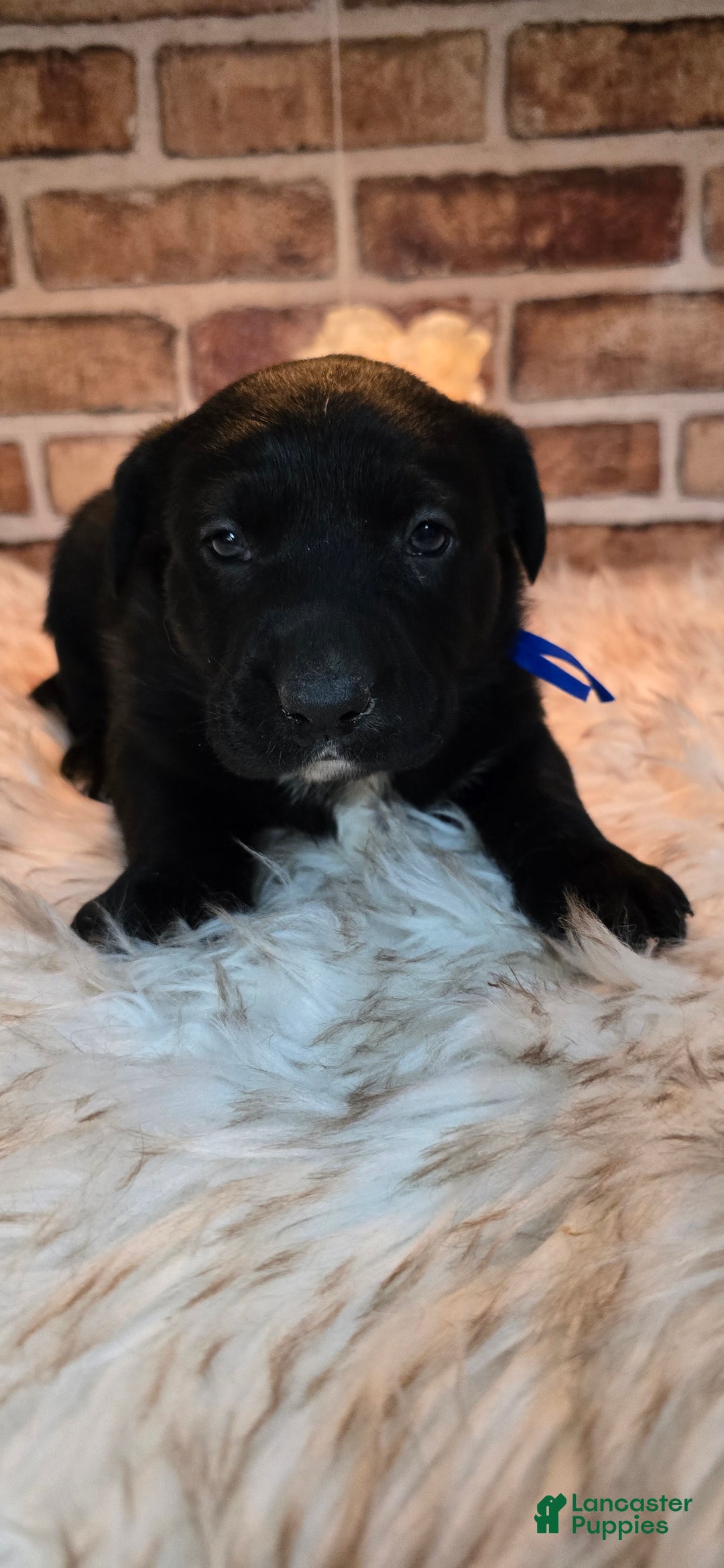 Mixed Breed dogs for sale: Cooper - Ad 4