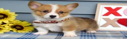 Welsh Corgi Pembroke dogs for sale: Wyatt - Ad 2