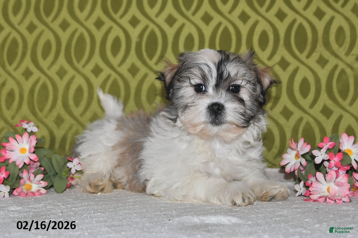 Teddy Bear dogs Jordan - Ad 1