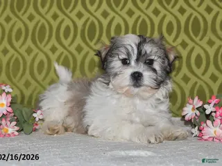 Teddy Bear dogs for sale: Jordan - Ad 3