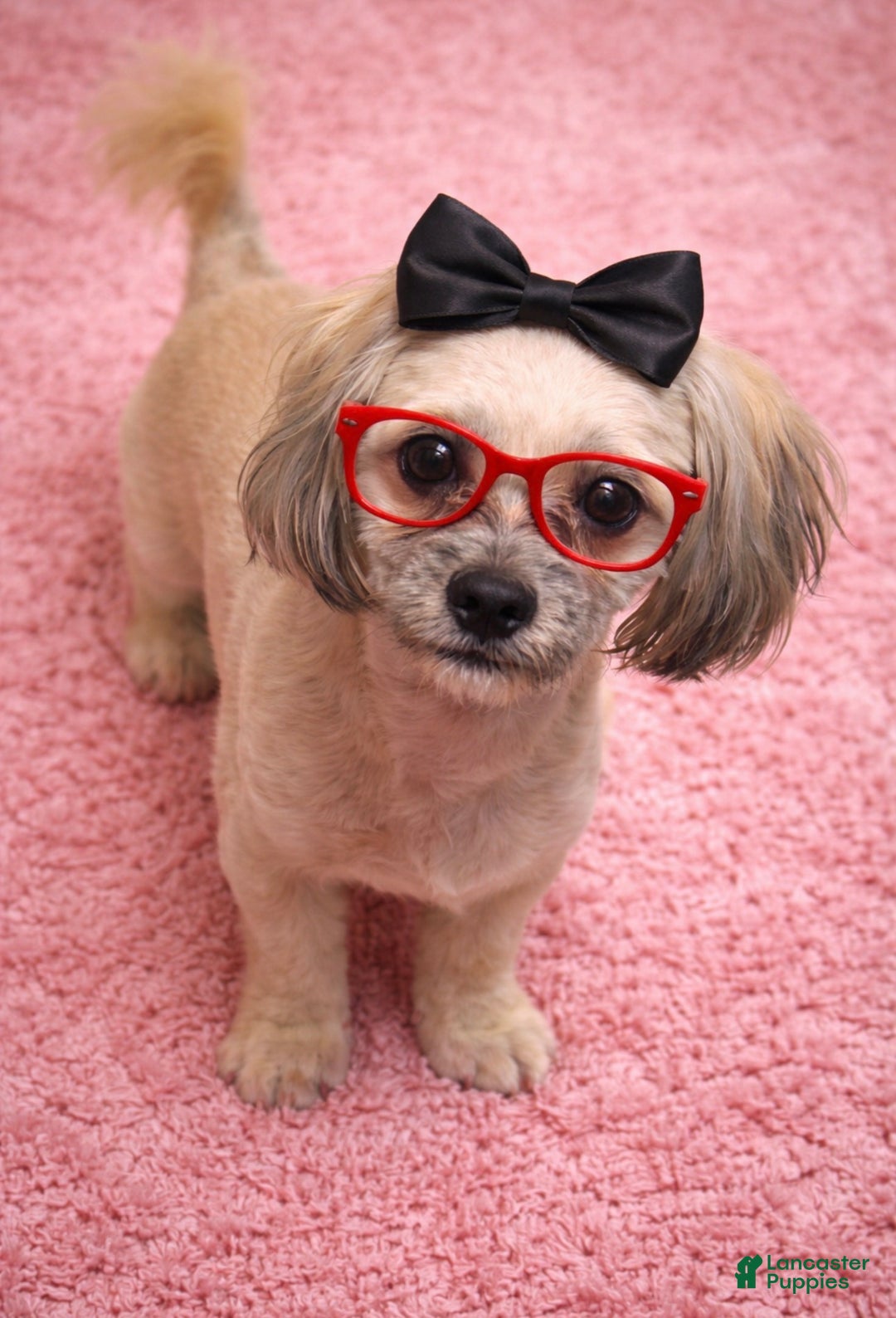 Shihpoo dogs for sale: Trell - Ad 7