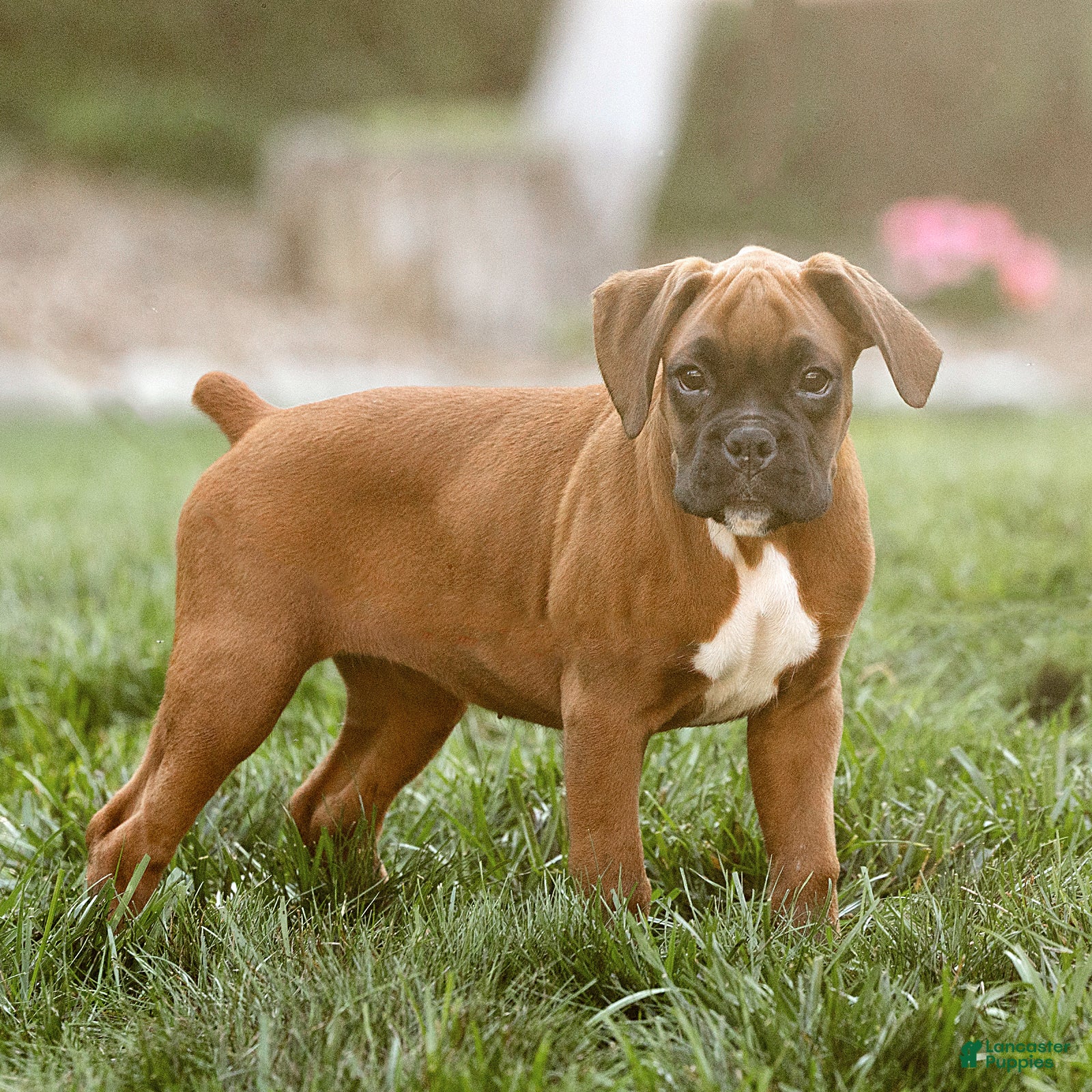 Boxer dogs Neva Boxer  - Ad 2