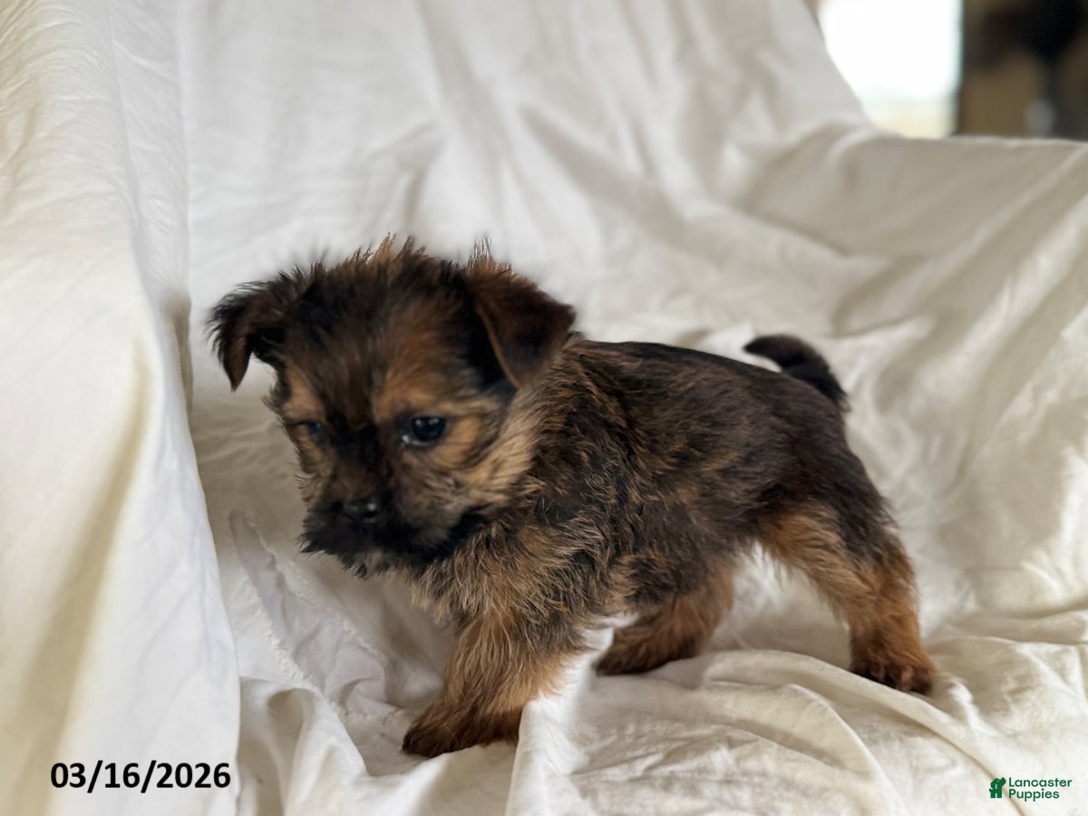 Shorkie dogs Tristan - Ad 2