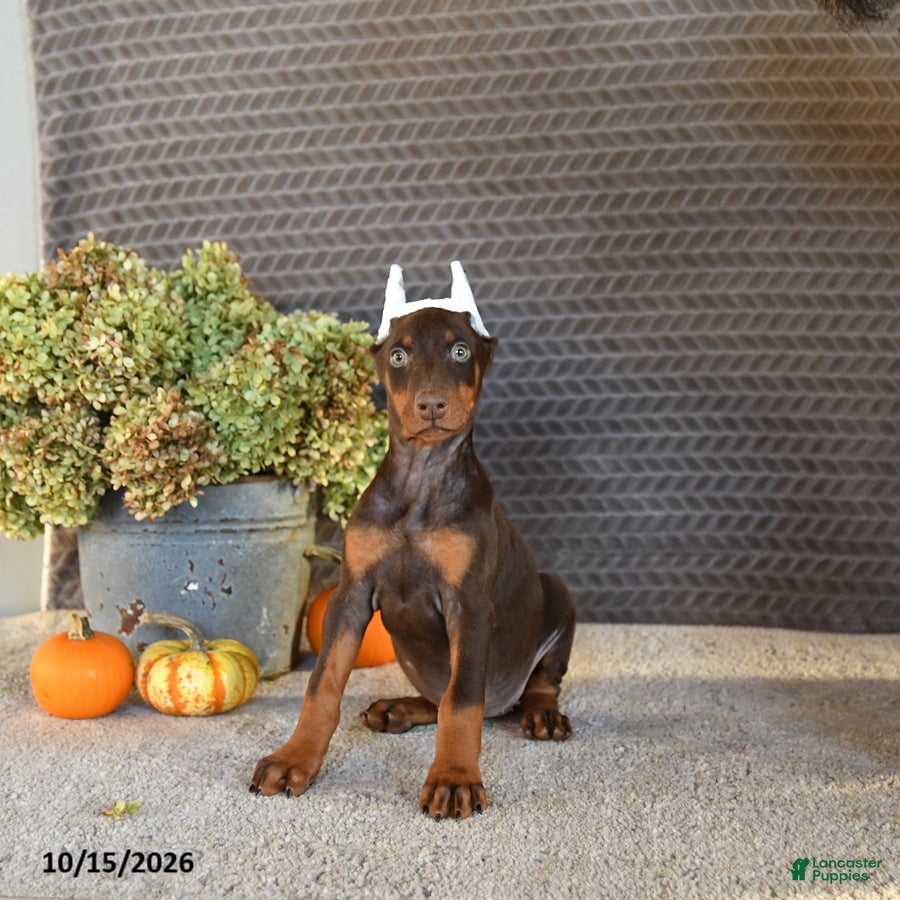 Doberman Pinscher dogs Noree - Ad 1