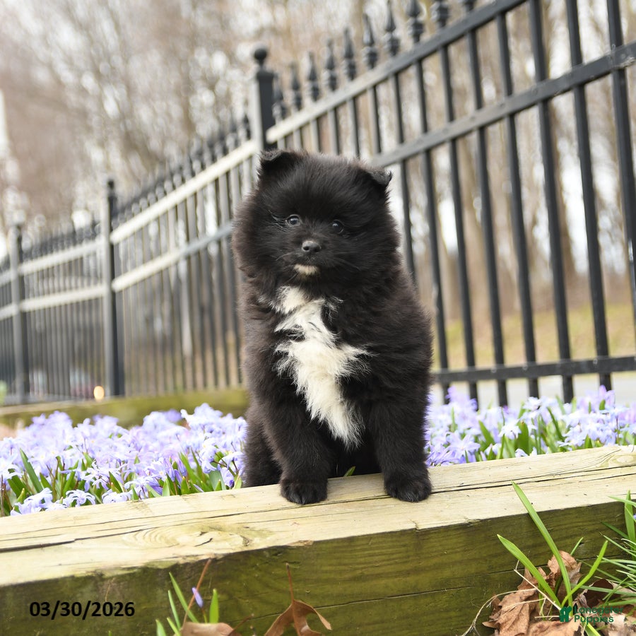 Pomeranian dogs Bubbles - Ad 1