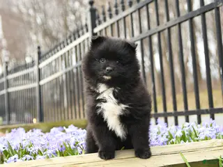Pomeranian dogs for sale: Bubbles - Ad 4
