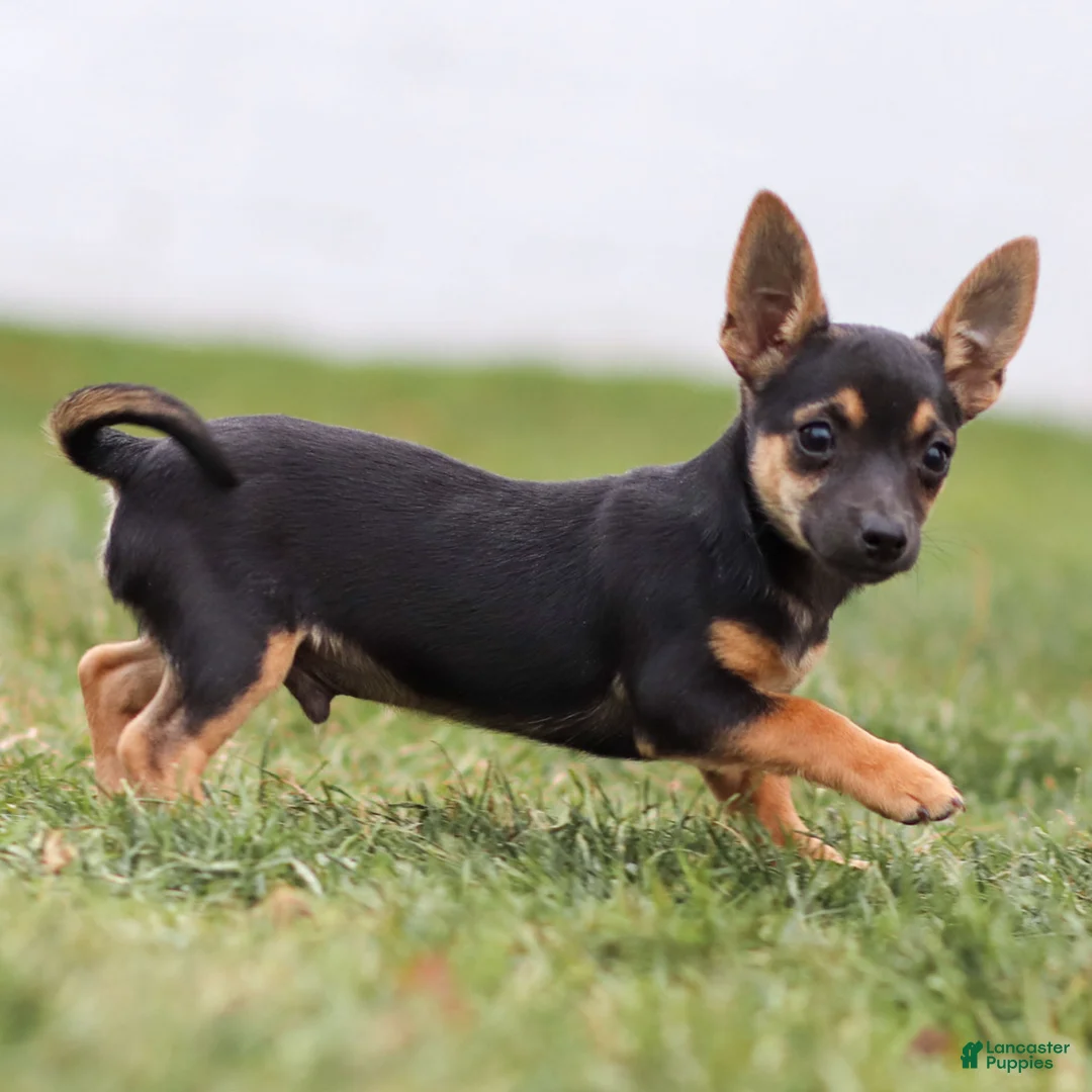 Chihuahua dogs for sale: Preston - Ad 15