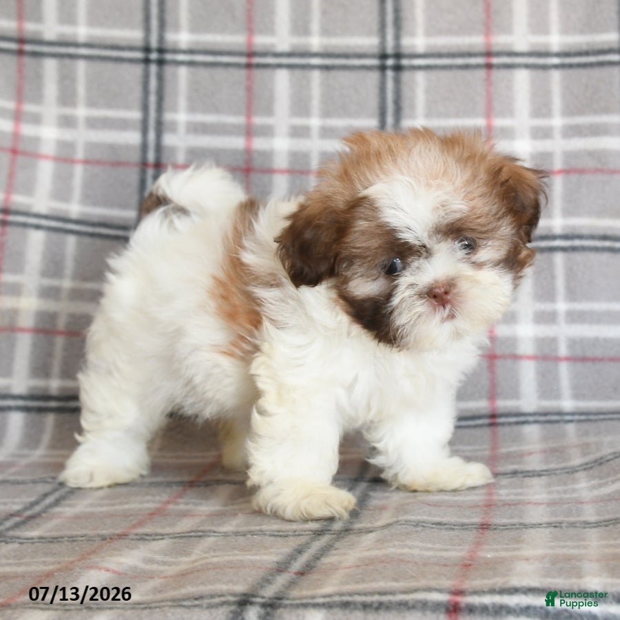 Shih Tzu dogs Stella - Ad 1