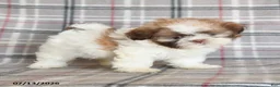 Shih Tzu dogs for sale: Stella - Ad 1