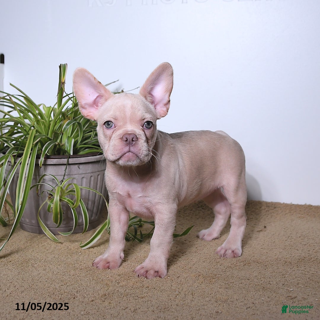 French Bulldog dogs for sale: Peaches - Ad 4