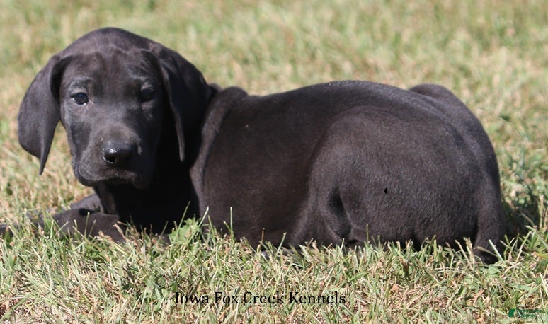 Great Dane dogs Sadie - Ad 2
