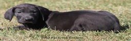 Great Dane dogs for sale: Sadie - Ad 2
