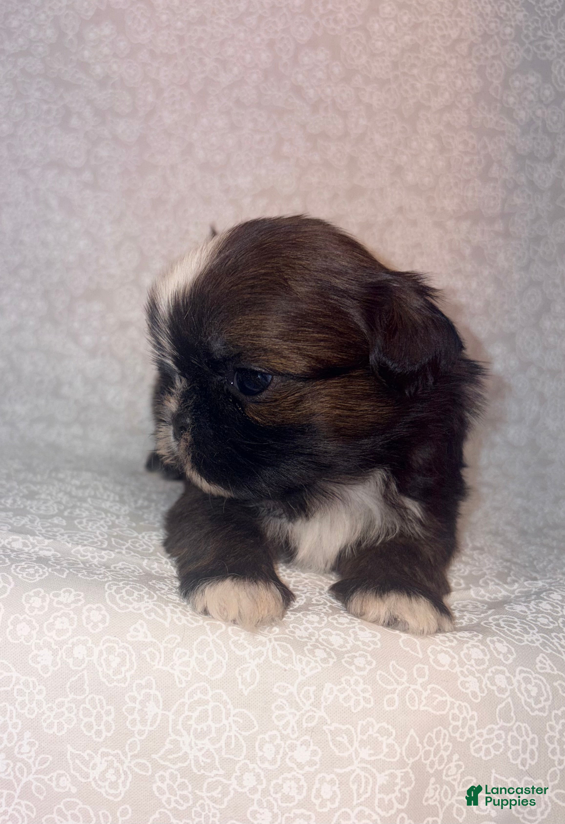 Shih Tzu dogs Scuttle - Ad 28