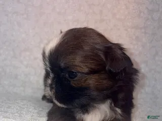 Shih Tzu dogs Scuttle - Ad 28