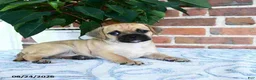 Puggle dogs for sale: Tinkerbell - Ad 2