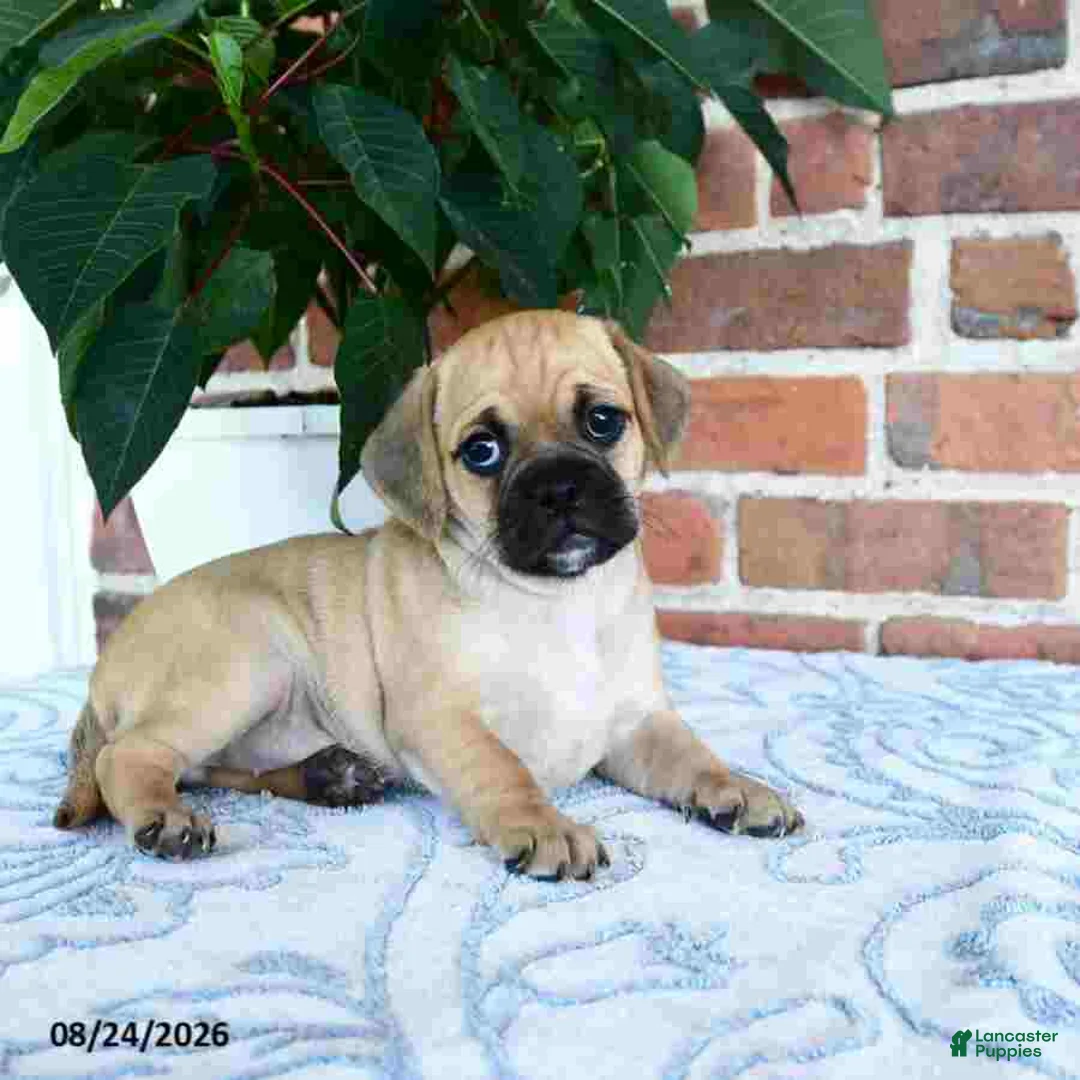 Puggle dogs for sale: Tinkerbell - Ad 2
