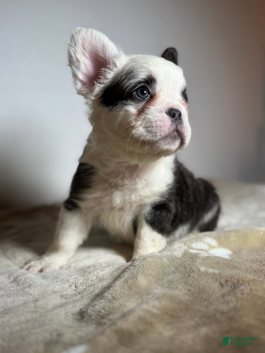 French Bulldog dogs for sale: Mcgregor  - Ad 5