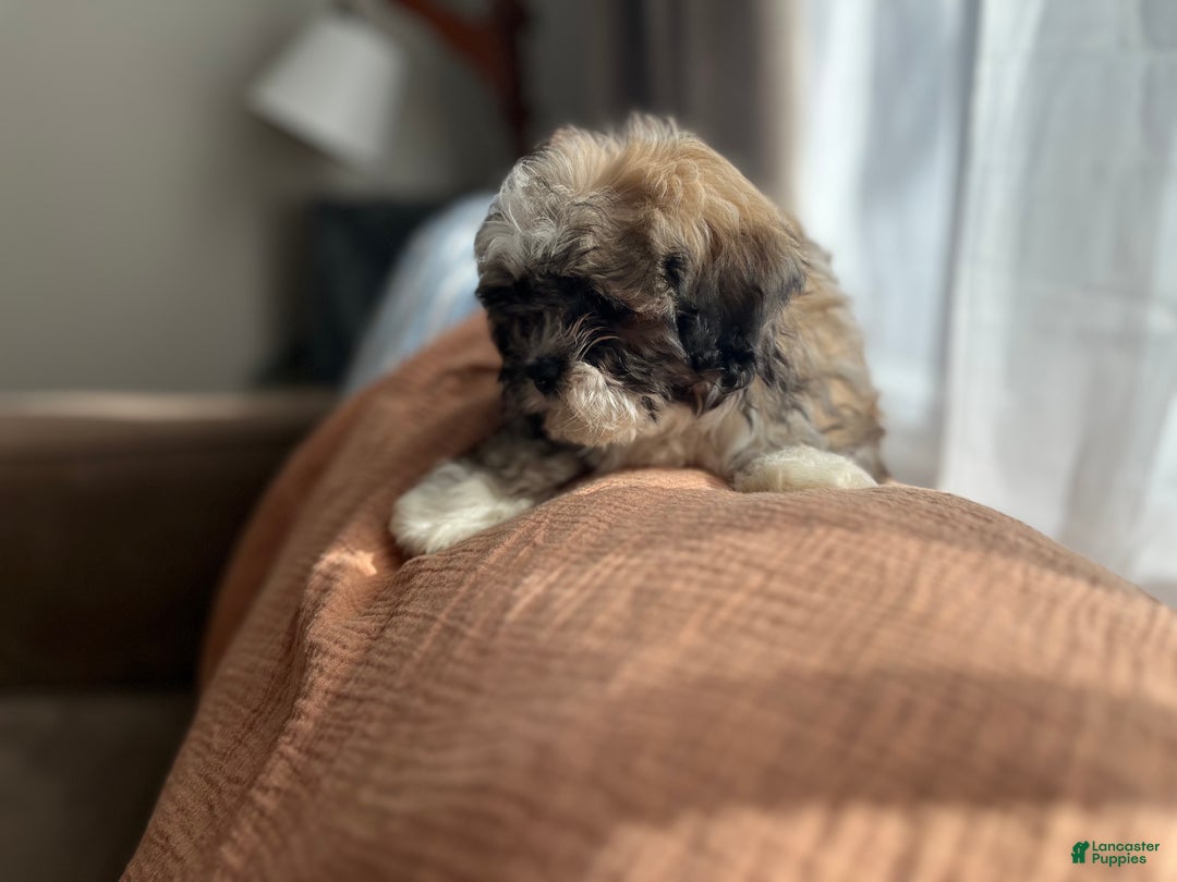 Teddy Bear dogs for sale: Lola - Ad 2