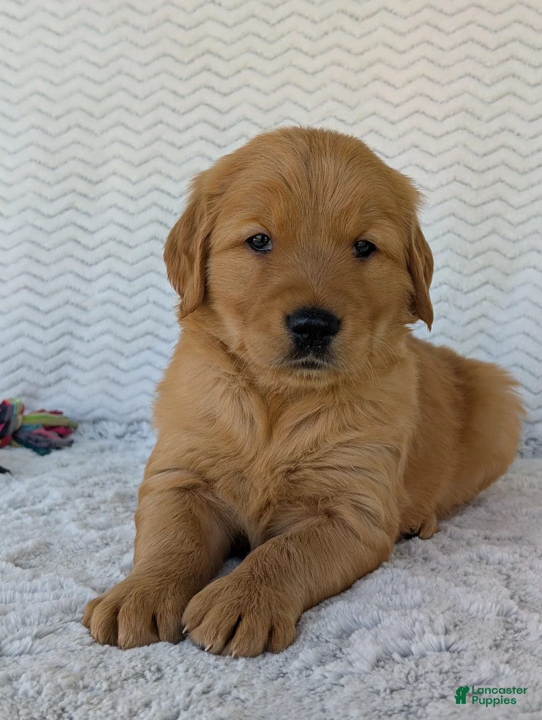Golden Retriever dogs for sale: Parker - Ad 13