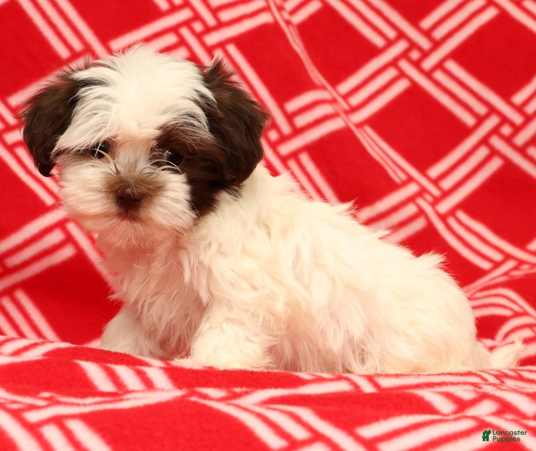 Havanese dogs for sale: Bella - Ad 5