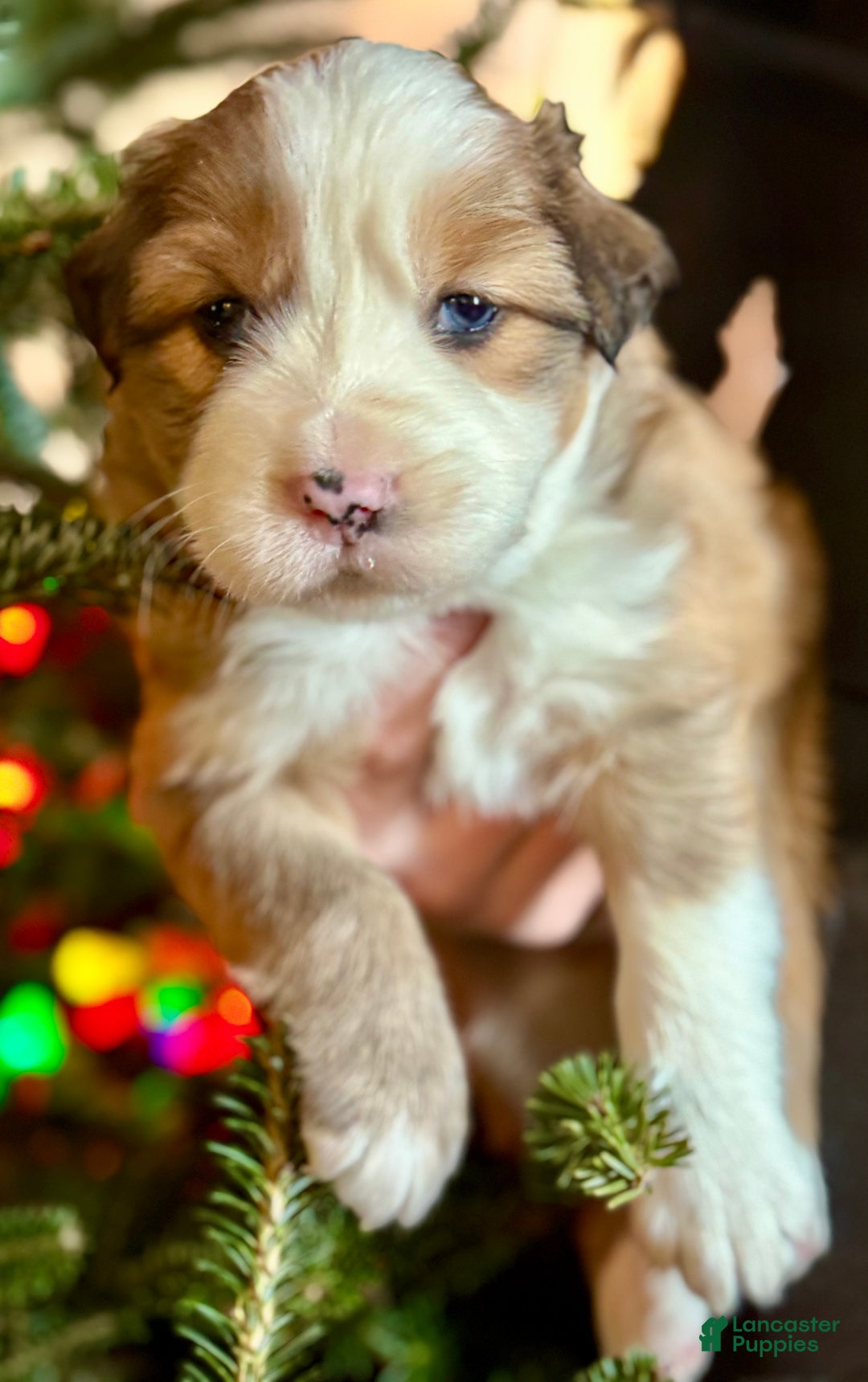 Mixed Breed dogs for sale: Mixed Breed Puppy 3 - Ad 1