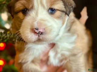 Mixed Breed dogs Mixed Breed Puppy 3 - Ad 38