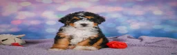 Mini Bernedoodle dogs for sale: Stella - Ad 8