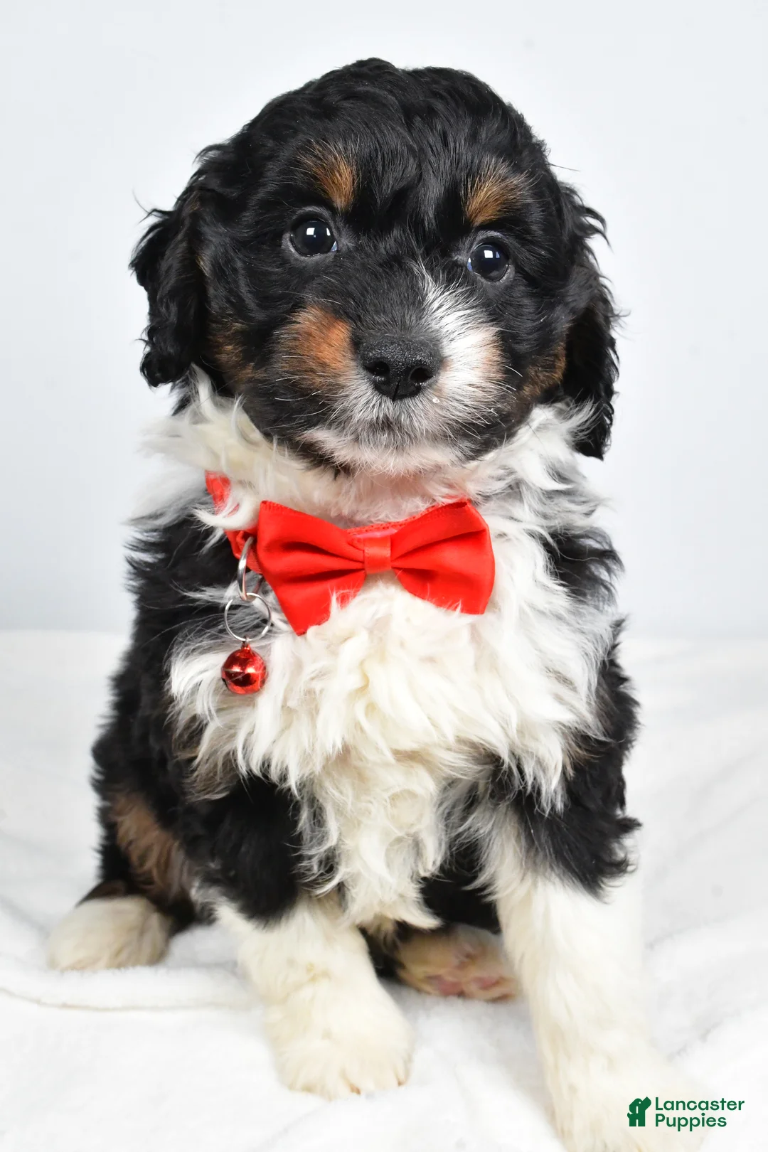 Mini Aussiedoodle dogs for sale: Goofy - Ad 1