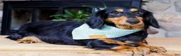 Miniature Dachshund dogs for sale: Vincent - Ad 4