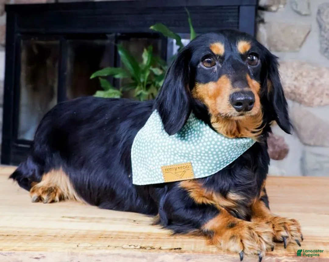 Miniature Dachshund dogs for sale: Vincent - Ad 4
