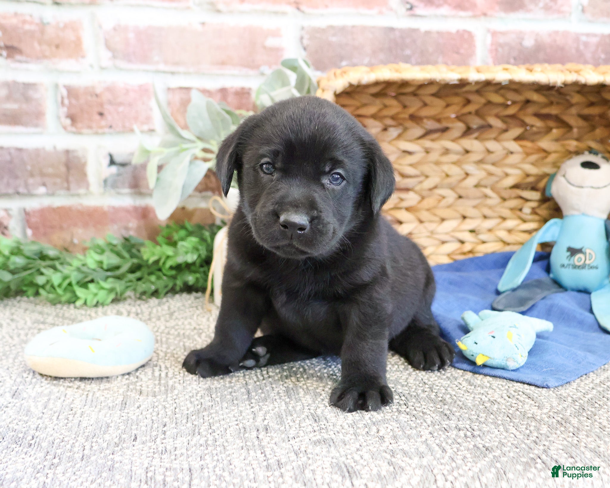 Labrador Retriever dogs Simon  - Ad 21